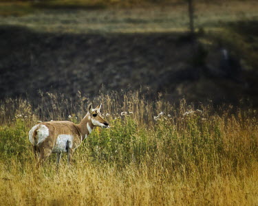 Pronghorn antelope in habitat pronghorn antelope,mammalia,antilocapridae,antilocapra americana,mammal,least concern,grazing,camouflage,grasslands,wyoming,USA,north america,side view,America,Chordates,Chordata,Even-toed Ungulates,A