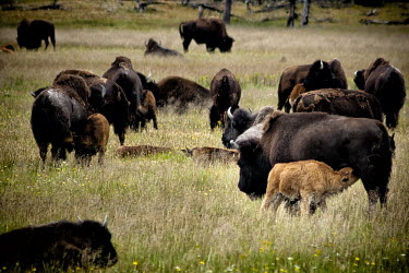 The bison herd bison,bison bison,mammalia,mammal,bovidae,bovine,american bison,mother,calf,calves,herd,group,suckle,animal behaviour,suckling,grasslands,yellowstone national park,yellowstone,vertebrate,near threaten