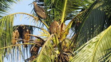 Indian and Asian white-backed vulture on tree Indian vulture,Long-billed vulture,Gyps indicus,White-rumped vulture,Asian white-backed vulture,Oriental white-backed vulture,Gyps bengalensis,accipitridae,bird of prey,old world vulture,vulture,aves,