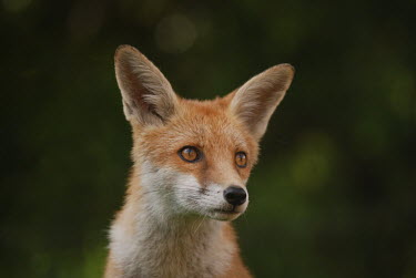 Red fox 1 Red fox,vulpes vulpes,mammal,mammalia,vertebrate,canidae,canid,fox,close up  least concern,UK species,British species,UK,Europe,portrait,close up,nose,ears,cute,face,whiskers,Chordates,Chordata,Mammal