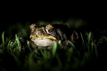 Cane toad, Australia amphibian,amphibia,toad,anura,bufonidae,vertebrate,invasive species,invasive,non-native species,pest,alien,Australia,Bufo marinus,Rhinella marina,Cane toad,night,nocturnal,close up,grumpy,least concer