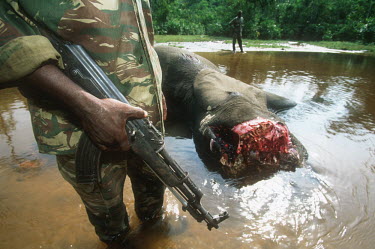 Forest elephant killed by poachers for tusks Africa,African,African elephant,animal trade,Animalia,carcass,chordate,conservation issues,dead,dead animal,death,elephant,elephantidae,endangered,endangered species,gruesome,hacked,hacking,illegal,il