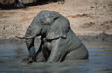 African elephant mud bathing to protect skin from parasites. Africa,African elephant,African elephants,animal behaviour,bathes,behaviour,elephant,Elephantidae,endangered,endangered species,grooming,Loxodonta,mammal,mammalia,mud,mud bath,mud bathing,mud baths,mu