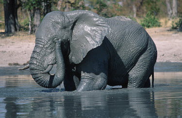 African elephant mud bathing to protect skin from parasites Africa,African elephant,African elephants,animal behaviour,bathes,behaviour,elephant,Elephantidae,endangered,endangered species,grooming,Loxodonta,mammal,mammalia,mud,mud bath,mud bathing,mud baths,mu