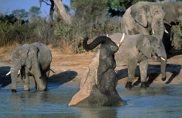 African elephants mud bathing to protect skin from parasites Africa,African elephant,African elephants,animal behaviour,bathes,behaviour,elephant,Elephantidae,endangered,endangered species,grooming,Loxodonta,mammal,mammalia,mud,mud bath,mud bathing,mud baths,mu