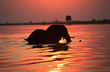 African elephant crossing Chobe River at sunset Africa,African elephant,African elephants,animal behaviour,bathes,behaviour,elephant,Elephantidae,endangered,endangered species,Loxodonta,mammal,mammalia,Proboscidea,vertebrate,sunset,orange,water,bea