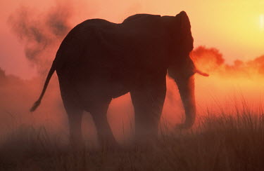African elephant silhouette against sunset Africa,African elephant,African elephants,animal behaviour,bathes,behaviour,elephant,Elephantidae,endangered,endangered species,Loxodonta,mammal,mammalia,Proboscidea,vertebrate,sunset,orange,beautiful