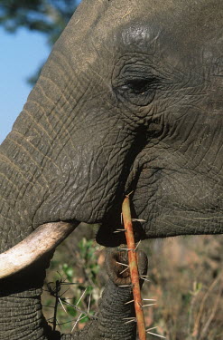 African elephant browsing on bush Africa,African elephant,African elephants,animal behaviour,bathes,behaviour,elephant,Elephantidae,endangered,endangered species,Loxodonta,mammal,mammalia,Proboscidea,vertebrate,eating,feeding,herbivor