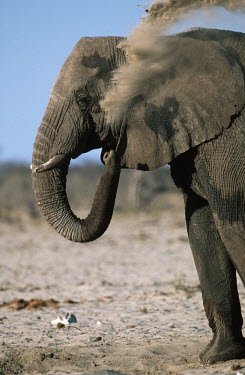 African elephant dust bathing to protect skin from parasites Africa,African elephant,African elephants,animal behaviour,behaviour,elephant,Elephantidae,endangered,endangered species,Loxodonta,mammal,mammalia,Proboscidea,vertebrate,wet,wildlife,dust,dust bathing