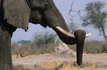 African elephant bull resting trunk on tusk Africa,African elephant,African elephants,animal behaviour,bathes,behaviour,elephant,Elephantidae,endangered,endangered species,Loxodonta,mammal,mammalia,Proboscidea,vertebrate,trunk,tusk,resting,clos