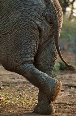 African elephant resting back leg Africa,African elephant,African elephants,animal behaviour,bathes,behaviour,elephant,Elephantidae,endangered,endangered species,Loxodonta,mammal,mammalia,Proboscidea,vertebrate,bum,bottom,backside,tai