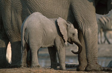 African elephant young calf with mother Africa,African elephant,African elephants,animal behaviour,bathes,behaviour,elephant,Elephantidae,endangered,endangered species,Loxodonta,mammal,mammalia,Proboscidea,vertebrate,baby,juvenile,young,cal