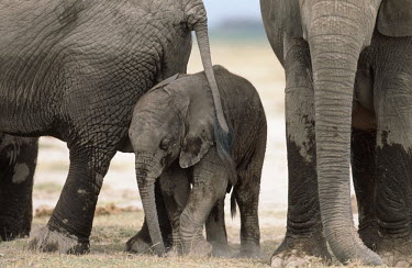 African elephant mother with young Africa,African elephant,African elephants,animal behaviour,bathes,behaviour,elephant,Elephantidae,endangered,endangered species,Loxodonta,mammal,mammalia,Proboscidea,vertebrate,baby,juvenile,young,cal