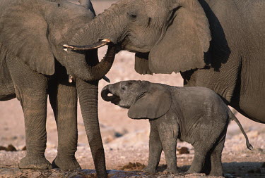 African elephant family group drinking at waterhole Africa,African elephant,African elephants,animal behaviour,bathes,behaviour,elephant,Elephantidae,endangered,endangered species,Loxodonta,mammal,mammalia,Proboscidea,vertebrate,baby,juvenile,young,cal