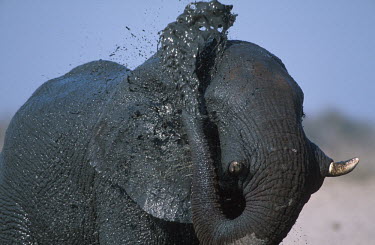 African elephant mud bathing to protect skin from parasites and for cooling Africa,African elephant,African elephants,animal behaviour,bathes,behaviour,elephant,Elephantidae,endangered,endangered species,grooming,Loxodonta,mammal,mammalia,mud,mud bath,mud bathing,mud baths,mu