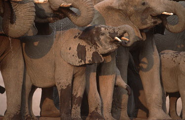 African elephant family group Africa,African elephant,African elephants,animal behaviour,bathes,behaviour,elephant,Elephantidae,endangered,endangered species,Loxodonta,mammal,mammalia,Proboscidea,vertebrate,baby,juvenile,young,cal