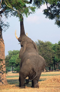 African elephant reaching up to feed on upper branches of tree Africa,African elephant,African elephants,animal behaviour,bathes,behaviour,elephant,Elephantidae,endangered,endangered species,Loxodonta,mammal,mammalia,Proboscidea,vertebrate,eating,feeding,herbivor