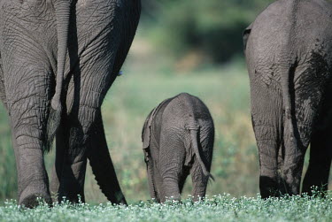 African elephant mother with young from behind Africa,African elephant,African elephants,animal behaviour,bathes,behaviour,elephant,Elephantidae,endangered,endangered species,Loxodonta,mammal,mammalia,Proboscidea,vertebrate,baby,juvenile,young,cal