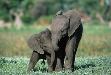 African elephant calves playing Africa,African elephant,African elephants,animal behaviour,bathes,behaviour,elephant,Elephantidae,endangered,endangered species,Loxodonta,mammal,mammalia,Proboscidea,vertebrate,baby,juvenile,young,cut