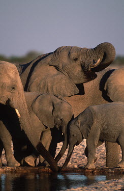 African elephant family group drinking at waterhole Africa,African elephant,African elephants,animal behaviour,bathes,behaviour,elephant,Elephantidae,endangered,endangered species,Loxodonta,mammal,mammalia,Proboscidea,vertebrate,baby,juvenile,young,cal
