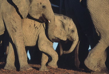 African elephant breeding herd of females and calves Africa,African elephant,African elephants,animal behaviour,bathes,behaviour,elephant,Elephantidae,endangered,endangered species,Loxodonta,mammal,mammalia,Proboscidea,vertebrate,baby,juvenile,young,cal