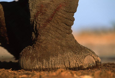 African elephant sole of foot splaying Africa,African elephant,African elephants,elephant,Elephantidae,endangered,endangered species,Loxodonta,mammal,mammalia,Proboscidea,vertebrate,foot,feet,ankle,Elephants,Chordates,Chordata,Elephants, M