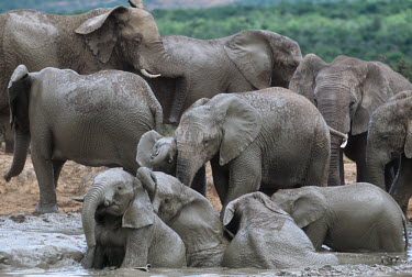 African elephant mud bathing to protect skin from parasites and for cooling Africa,African elephant,African elephants,animal behaviour,bathes,behaviour,elephant,Elephantidae,endangered,endangered species,grooming,Loxodonta,mammal,mammalia,mud,mud bath,mud bathing,mud baths,mu