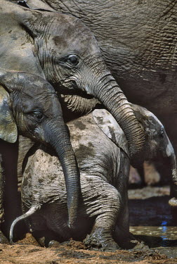 African elephant young calf having a mud bath Africa,African elephant,African elephants,animal behaviour,bathes,behaviour,elephant,Elephantidae,endangered,endangered species,grooming,Loxodonta,mammal,mammalia,mud,mud bath,mud bathing,mud baths,mu