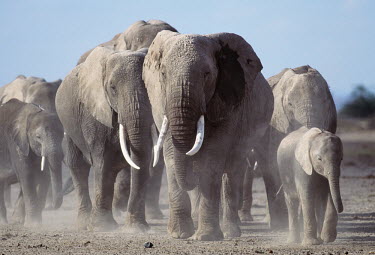 African elephant breeding herd of females and calves Africa,African elephant,African elephants,animal behaviour,bathes,behaviour,elephant,Elephantidae,endangered,endangered species,Loxodonta,mammal,mammalia,Proboscidea,vertebrate,baby,juvenile,young,cal