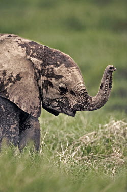 African elephant calf using trunk to smell Africa,African elephant,African elephants,animal behaviour,bathes,behaviour,elephant,Elephantidae,endangered,endangered species,Loxodonta,mammal,mammalia,Proboscidea,vertebrate,baby,juvenile,young,cut