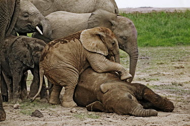 African elephant calf lies down to sleep while another attempts to play with sleeping individual Africa,African elephant,African elephants,animal behaviour,bathes,behaviour,elephant,Elephantidae,endangered,endangered species,Loxodonta,mammal,mammalia,Proboscidea,vertebrate,baby,juvenile,young,cut