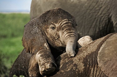 African elephant calf lies down to sleep while another attempts to play with sleeping individual Africa,African elephant,African elephants,animal behaviour,bathes,behaviour,elephant,Elephantidae,endangered,endangered species,Loxodonta,mammal,mammalia,Proboscidea,vertebrate,baby,juvenile,young,cut