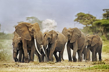 African elephant herd on the move Africa,African elephant,African elephants,animal behaviour,behaviour,elephant,Elephantidae,endangered,endangered species,Loxodonta,mammal,mammalia,Proboscidea,vertebrate,matriarch,herd,walking,movemen