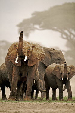 African elephant herd with trunks raised to smell for danger Africa,African elephant,African elephants,animal behaviour,bathes,behaviour,elephant,Elephantidae,endangered,endangered species,Loxodonta,mammal,mammalia,Proboscidea,vertebrate,baby,juvenile,young,cut