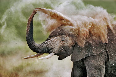 African elephant dust bathing to protect skin from parasites and cooling down Africa,African elephant,African elephants,animal behaviour,behaviour,elephant,Elephantidae,endangered,endangered species,Loxodonta,mammal,mammalia,Proboscidea,vertebrate,wet,wildlife,dust,dust bathing