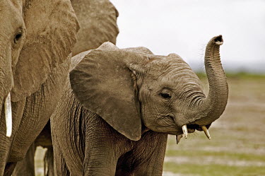 African elephant juvenile with trunk raised to smell surroundings Africa,African elephant,African elephants,animal behaviour,bathes,behaviour,elephant,Elephantidae,endangered,endangered species,Loxodonta,mammal,mammalia,Proboscidea,vertebrate,juvenile,young,calf,sme