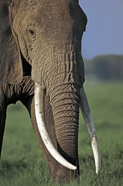 African elephant bull elephant with large tusks Africa,African elephant,African elephants,elephant,Elephantidae,endangered,endangered species,Loxodonta,mammal,mammalia,Proboscidea,vertebrate,grass,tusk,tusks,trunk,head,ears,eye,large,bull,male,prof