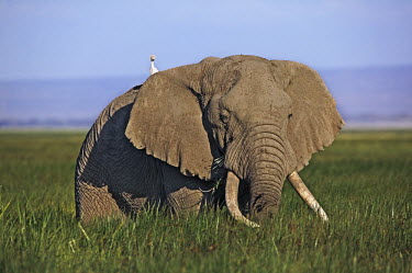 African elephant bull elephant with large tusks in swamp grazing with cattle egret Africa,African elephant,African elephants,elephant,Elephantidae,endangered,endangered species,Loxodonta,mammal,mammalia,Proboscidea,vertebrate,grass,swamp,tusk,tusks,trunk,head,ears,eye,large,bull mal