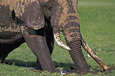 African elephant bull elephant with large tusks in swamp grazing Africa,African elephant,African elephants,elephant,Elephantidae,endangered,endangered species,Loxodonta,mammal,mammalia,Proboscidea,vertebrate,grass,swamp,tusk,tusks,trunk,head,ears,eye,large,bull mal
