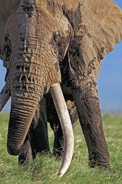 African elephant bull elephant with large tusks grazing Africa,African elephant,African elephants,elephant,Elephantidae,endangered,endangered species,Loxodonta,mammal,mammalia,Proboscidea,vertebrate,grass,tusk,tusks,trunk,head,ears,eye,large,bull male,clos