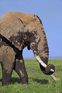 African elephant bull elephant with large tusks grazing in swamp Africa,African elephant,African elephants,elephant,Elephantidae,endangered,endangered species,Loxodonta,mammal,mammalia,Proboscidea,vertebrate,grass,tusk,tusks,trunk,head,ears,eye,large,bull male,clos