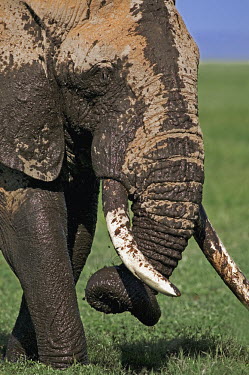 African elephant bull elephant with large tusks in swamp grazing Africa,African elephant,African elephants,elephant,Elephantidae,endangered,endangered species,Loxodonta,mammal,mammalia,Proboscidea,vertebrate,grass,swamp,tusk,tusks,trunk,head,ears,eye,large,bull mal