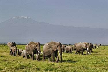 African elephant herd, Mount Kilimanjaro mountain in background Africa,African elephant,African elephants,elephant,Elephantidae,endangered,endangered species,Loxodonta,mammal,mammalia,Proboscidea,vertebrate,grass,tusk,tusks,trunk,head,ears,eye,large,bull male,clos