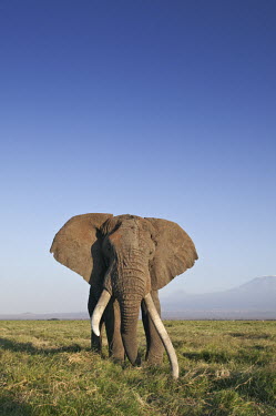 African elephant bull elephant with large tusks grazing Africa,African elephant,African elephants,elephant,Elephantidae,endangered,endangered species,Loxodonta,mammal,mammalia,Proboscidea,vertebrate,grass,tusk,tusks,trunk,head,ears,eye,large,bull male,clos