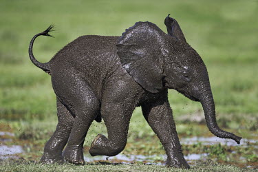 African elephant young calf having just crossed swamp is covered in mud Africa,African elephant,African elephants,animal behaviour,bathes,behaviour,elephant,Elephantidae,endangered,endangered species,Loxodonta,mammal,mammalia,Proboscidea,vertebrate,baby,juvenile,young,cut