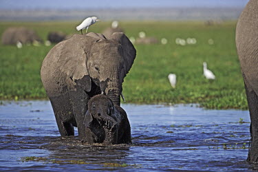 African elephant young calf and adult crossing water/swamp Africa,African elephant,African elephants,animal behaviour,bathes,behaviour,elephant,Elephantidae,endangered,endangered species,Loxodonta,mammal,mammalia,Proboscidea,vertebrate,water,ripples,swamp,bab