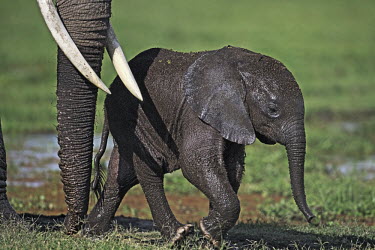 African elephant young calf and adult crossing water/swamp Africa,African elephant,African elephants,animal behaviour,bathes,behaviour,elephant,Elephantidae,endangered,endangered species,Loxodonta,mammal,mammalia,Proboscidea,vertebrate,water,ripples,swamp,bab