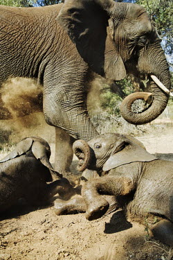 African elephant young calves playing Africa,African elephant,African elephants,animal behaviour,bathes,behaviour,elephant,Elephantidae,endangered,endangered species,Loxodonta,mammal,mammalia,Proboscidea,vertebrate,baby,juvenile,young,cut