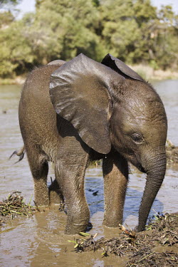 African elephant young calf mud bathing to protect skin from parasites Africa,African elephant,African elephants,animal behaviour,bathes,behaviour,elephant,Elephantidae,endangered,endangered species,grooming,Loxodonta,mammal,mammalia,mud,mud bath,mud bathing,mud baths,mu