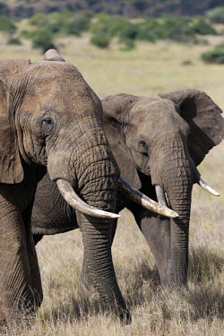 Two African elephants Africa,African elephant,African elephants,elephant,Elephantidae,endangered,endangered species,Loxodonta,mammal,mammalia,Proboscidea,vertebrate,portrait,close up,face,head,close-up,tusks,pair,two,Eleph